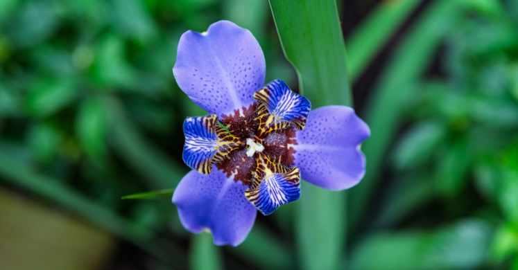 This Week at Phipps: May 5 – 11 This Week at Phipps: May 5 – 11