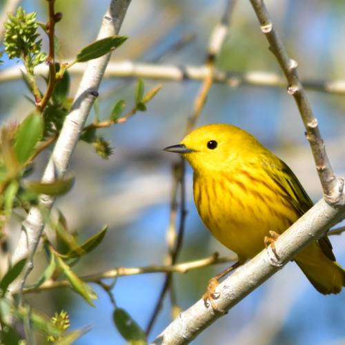 #bioPGH Blog: Yellow Warblers #bioPGH Blog: Yellow Warblers