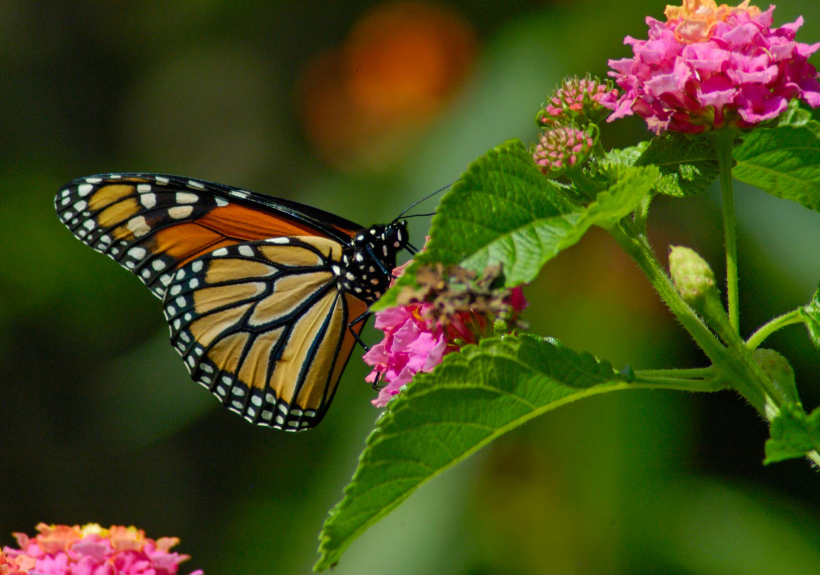 Home | Phipps Conservatory and Botanical Gardens