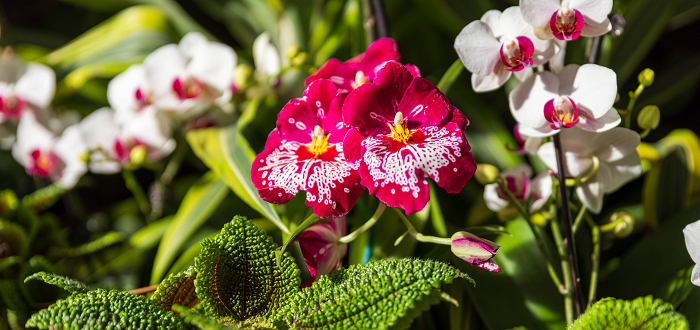 Members-Only: Orchid Clearance Sale