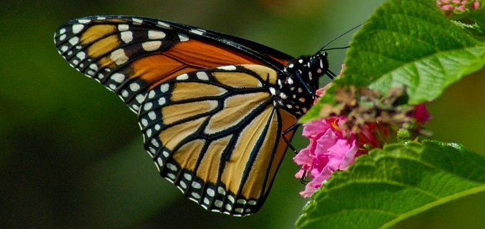 Butterfly Forest